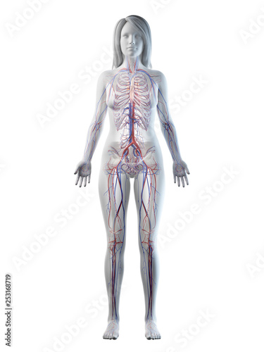3d rendered medically accurate illustration of a females vascular system