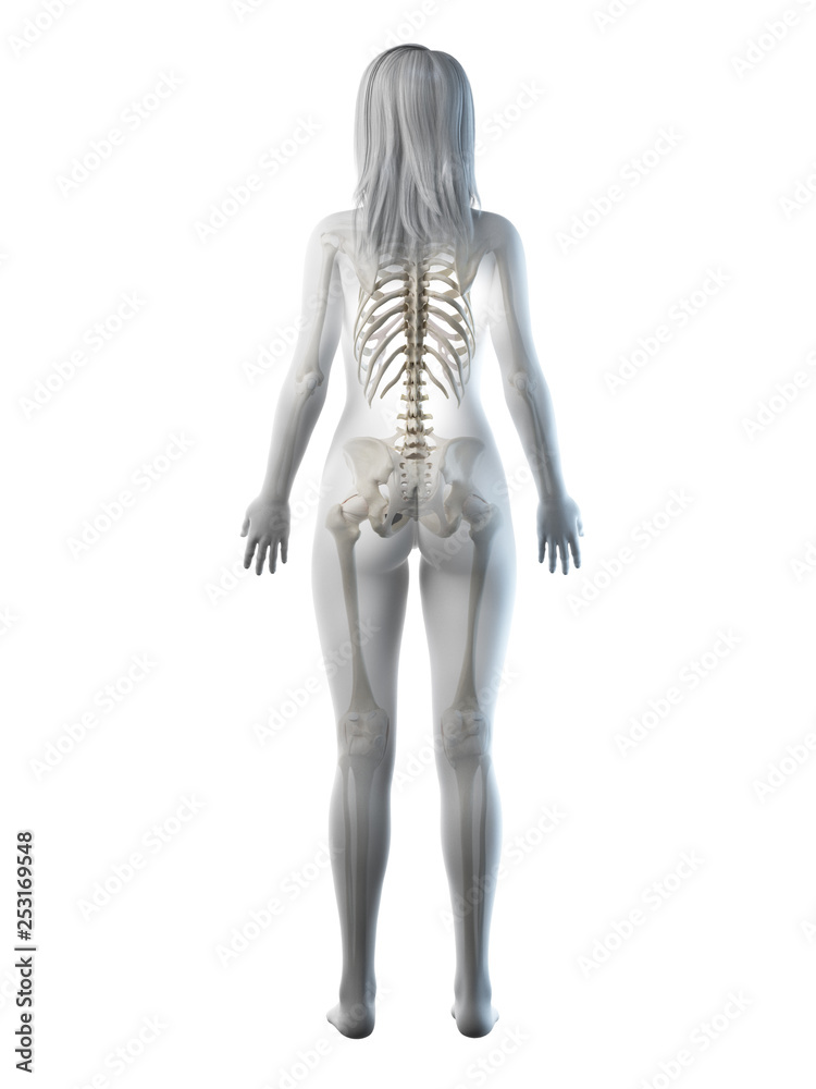 3d rendered medically accurate illustration of a females skeletal system