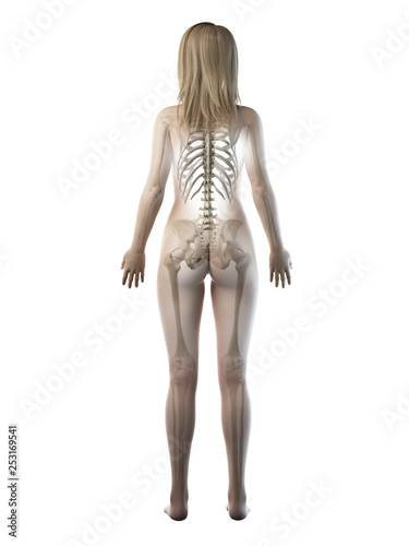 3d rendered medically accurate illustration of a females skeletal system © Sebastian Kaulitzki