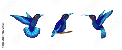 Small hummingbird. Exotic tropical colibri animal icon. Sapphire blue feathers