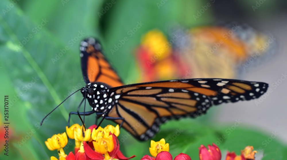 Naklejka premium schmetterling monarch an einer blüte vor grünem Hintergrund