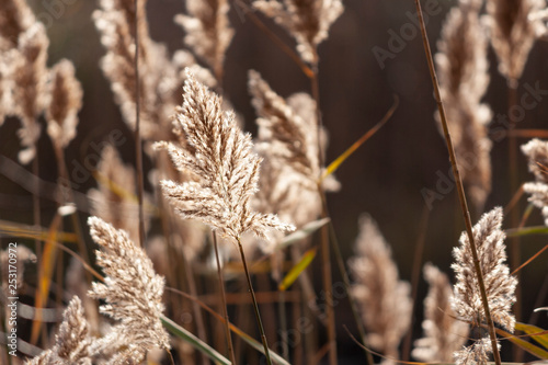 Beach Grass