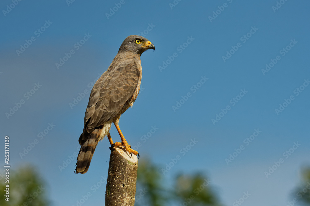 Roadside Hawk - Rupornis magnirostris relatively small bird of prey found in the Americas sitting on the stake next to the road Roadside Hawk - Rupornis magnirostris relatively small bird of prey found in the Americas sitting on the stake next to the road