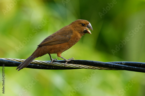 Thick-billed Seed-finch - Sporophila funerea  - Oryzoborus funereus  bird in the family Thraupidae photo