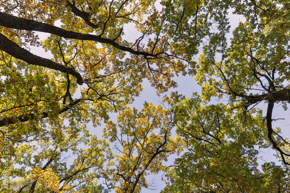 Oak forest crowns in summer Oak forest crowns in summer