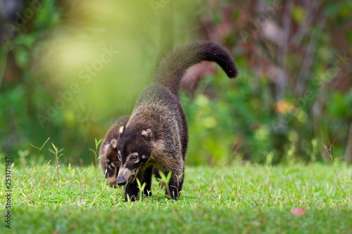 White-nosed Coati - Nasua narica, known as the coatimundi, member of the family Procyonidae (raccoons and their relatives)