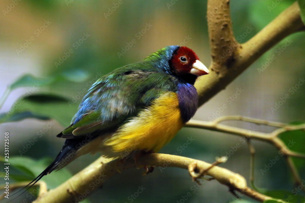 Obraz premium Gouldamadine