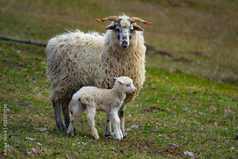 Fototapeta premium sheep and her baby newborn lamb