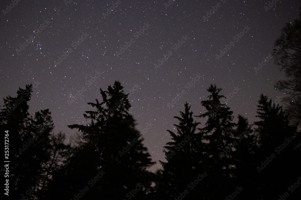 Fototapeta premium Sternenhimmel und Bäume