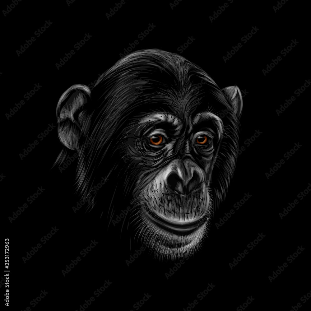 Portrait of a chimpanzee head on a black background Portrait of a chimpanzee head on a black background
