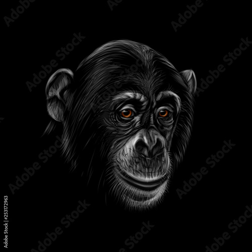 Billede på lærred Portrait of a chimpanzee head on a black background