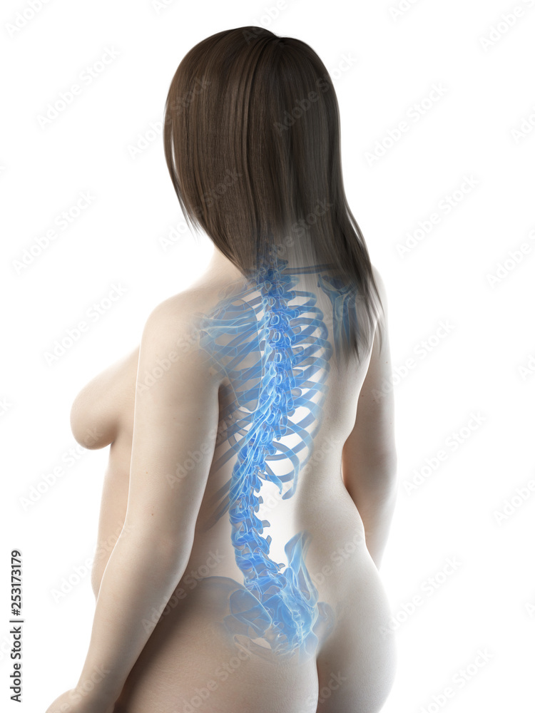 Naklejka premium 3d rendered medically accurate illustration of a females skeletal back