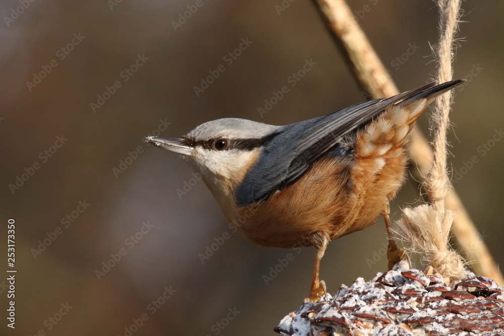 Naklejka premium Kleiber
