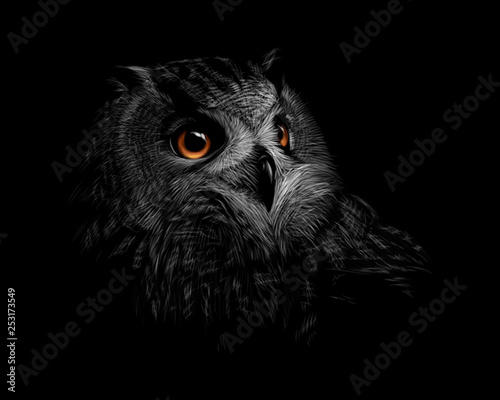 Portrait of a long-eared owl on a black background