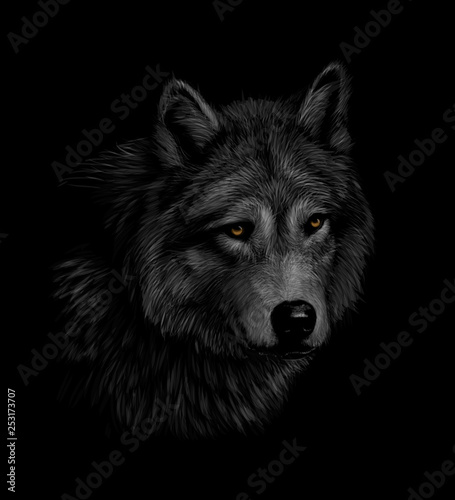 Portrait of a wolf head on a black background