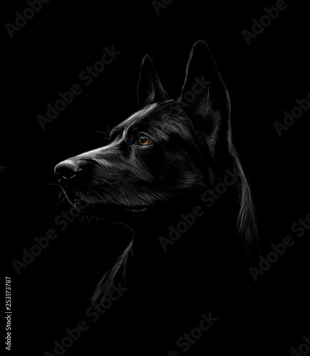 Portrait of a black shepherd dog on a black background