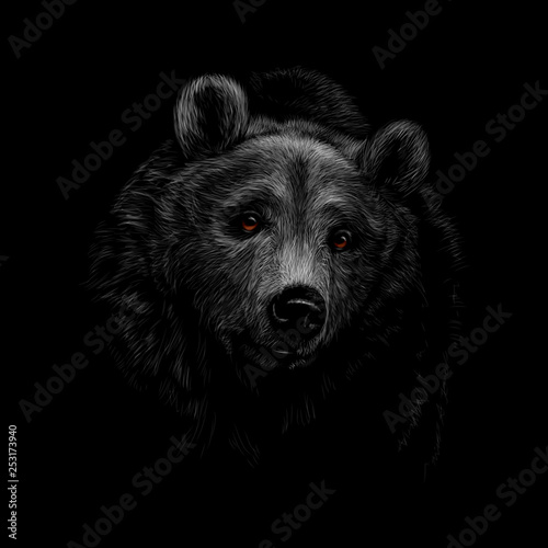 Portrait of a brown bear head on a black background.