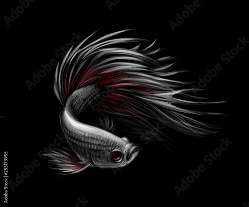 Colourful Betta fish, Siamese fighting fish in movement
