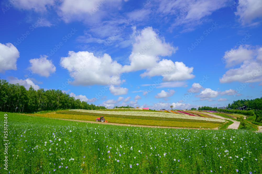 Fototapeta premium 夏の北海道