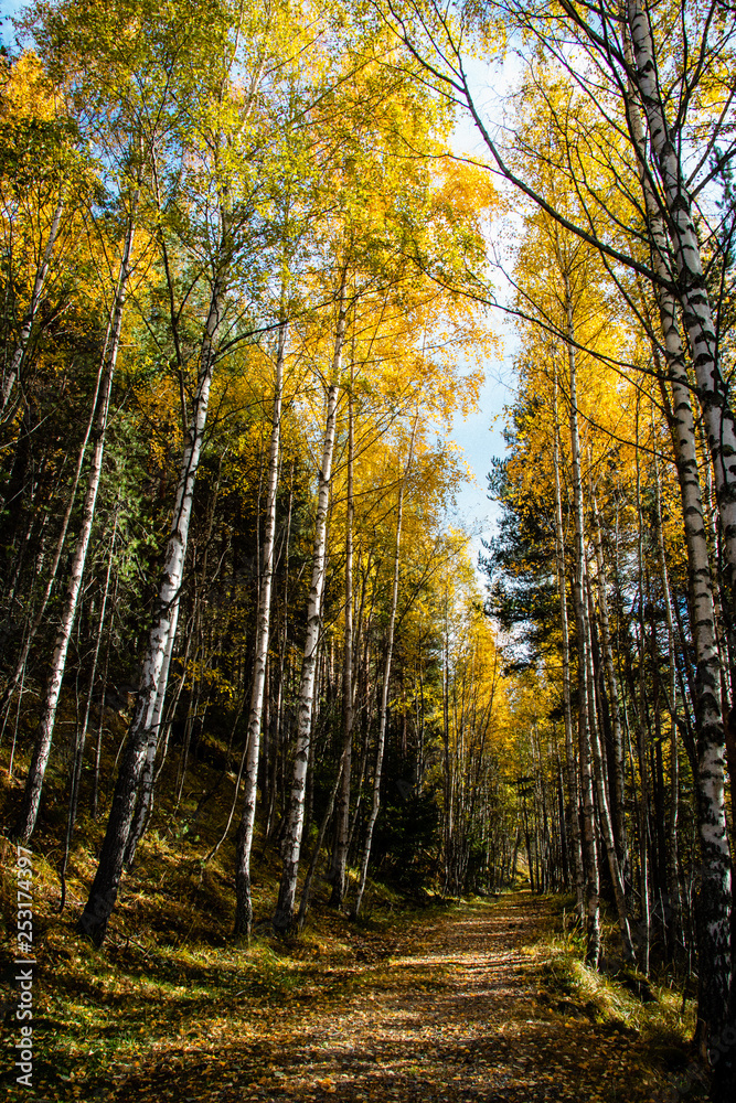 Fototapeta premium autumn in the forest