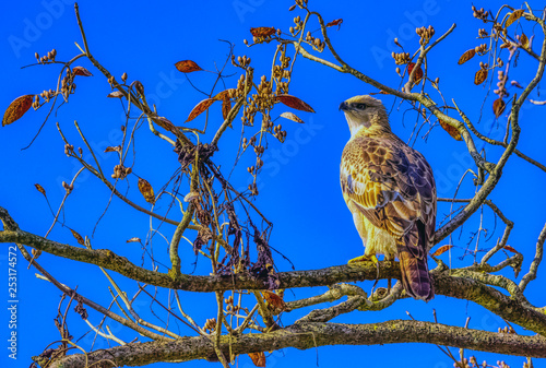 Changeable hawk-eagle or crested hawk-eagle (Nisaetus cirrhatus) in Jim Corbett National Park, India
