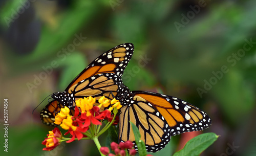 schmetterlinge monarch an bunten blüten © leopictures