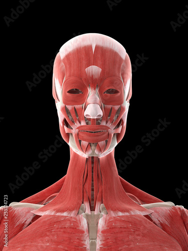 3d rendered medically accurate illustration of a females neck muscles