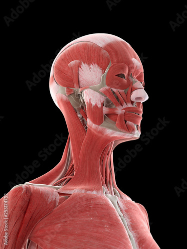 3d rendered medically accurate illustration of a females neck muscles