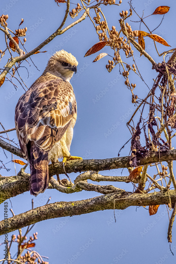 Changeable hawk-eagle or crested hawk-eagle (Nisaetus cirrhatus) in Jim Corbett National Park, India Changeable hawk-eagle or crested hawk-eagle (Nisaetus cirrhatus) in Jim Corbett National Park, India