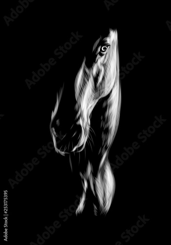 Silhouette of the head of a horse