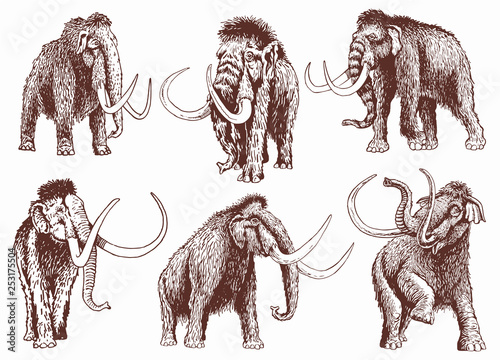 Graphical vintage set of mammoth , retro illustration