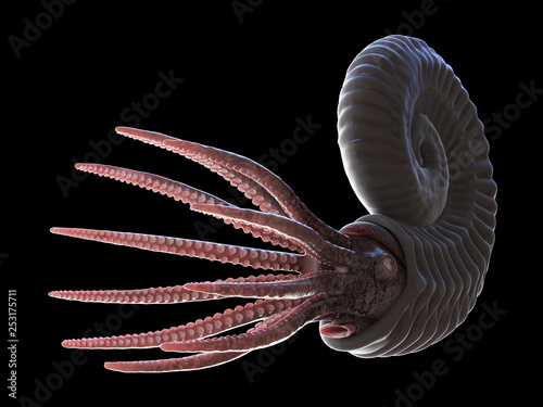 3d rendered illustration of a pre-historic marine creature - ammonite