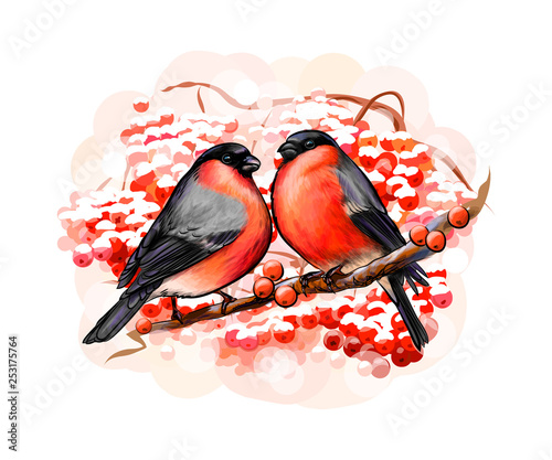 Canvas Print A pair of beautiful winter birds bullfinches on white background, hand drawn ske