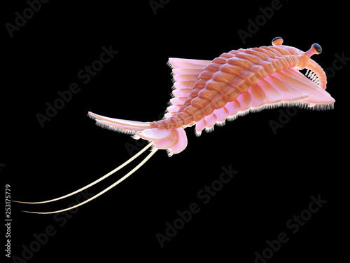3d rendered illustration of a pre-historic marine creature - anomalocaris photo