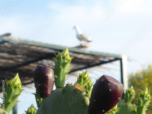 Kaktus mit Möwe