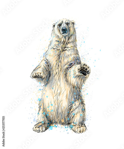 Abstract polar bear sitting from a splash of watercolor, hand drawn sketch