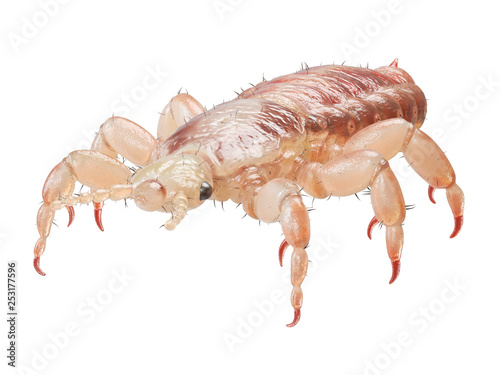 3d rendered illustration of a head louse © Sebastian Kaulitzki