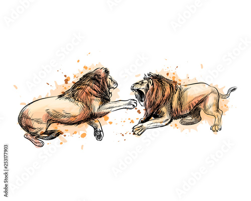Two fighting lions from a splash of watercolor  hand drawn sketch