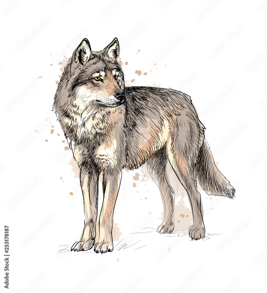 Portrait of a wolf from a splash of watercolor, hand drawn