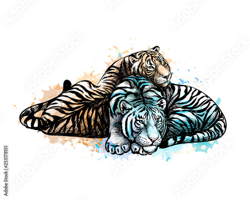 Two tigers yellow and white from a splash of watercolor
