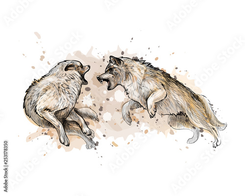 Wolf fight from a splash of watercolor, hand drawn sketch