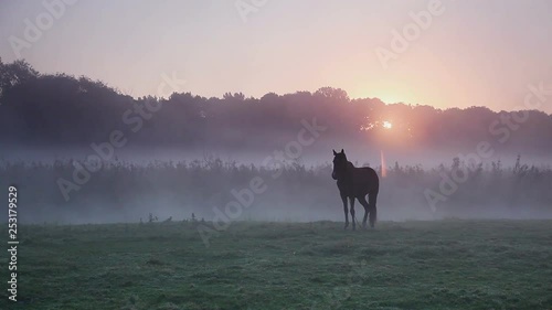Arabian horse grazing in the sunlight. Picturesque morning scene.