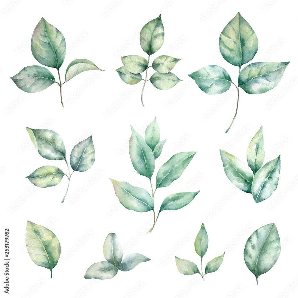 .Green leaves of the roses isolated on white background. Watercolor painting for wedding invitations,greeting card and design... .Green leaves of the roses isolated on white background. Watercolor painting for wedding invitations,greeting card and design...