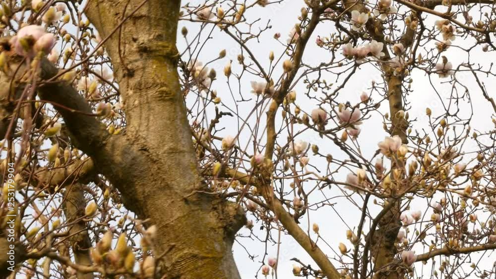 Spring, a tree with flowers. Orbital bottom up view, with sky in background Spring, a tree with flowers. Orbital bottom up view, with sky in background