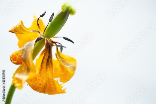 verwelkte Tulpe