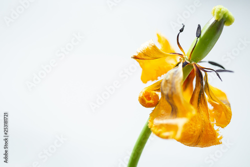 verwelkte Tulpe