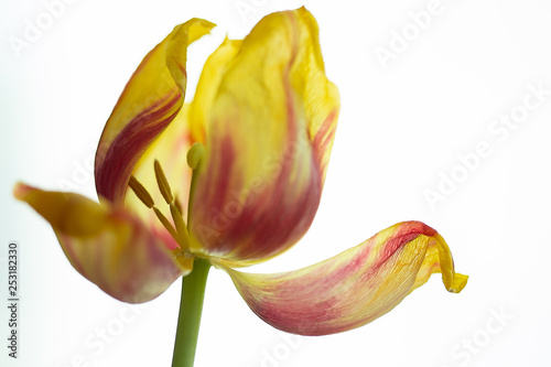 Tulpe