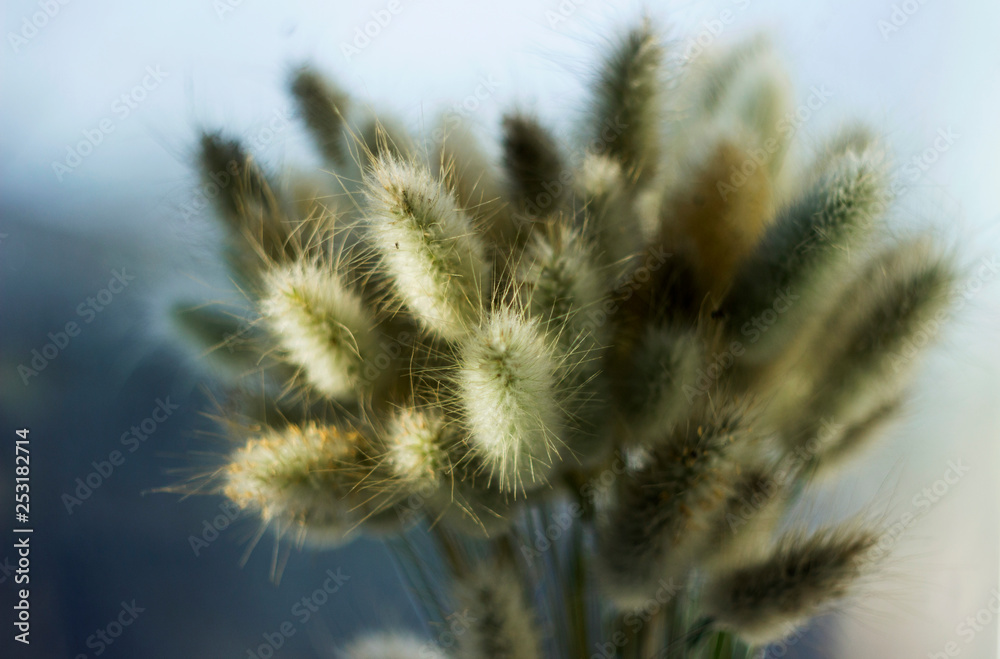 Obraz premium Lagurus, dried flowers Lagurus, bunny tail grass bouquet close up