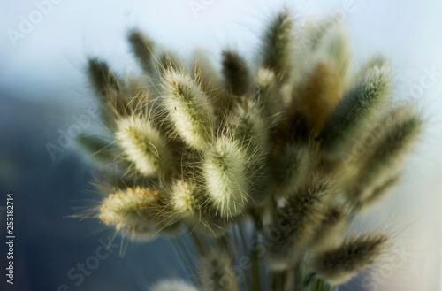 Lagurus  dried flowers Lagurus  bunny tail grass bouquet close up