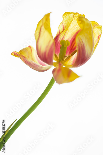 Tulpe